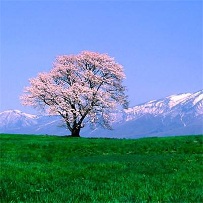战姬物语官方版下载